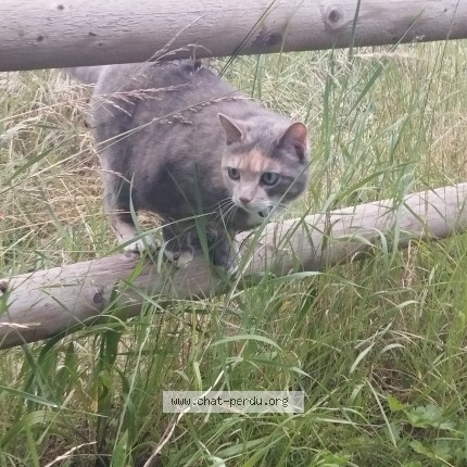Foto 1/1 Zinnia Katze verloren in La Tour De Peilz