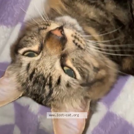 Photo 1/1 dee Cat lost in Tulalip