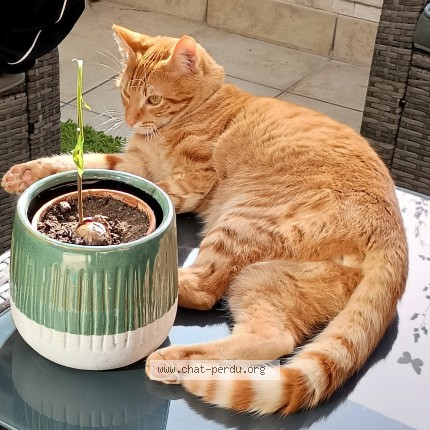 Photo of a cat found in Fougeres