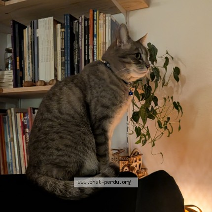 Photo of a cat found in Villeurbanne