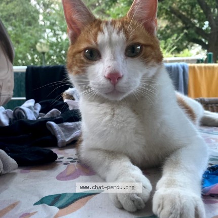 Photo of a cat found in Antibes