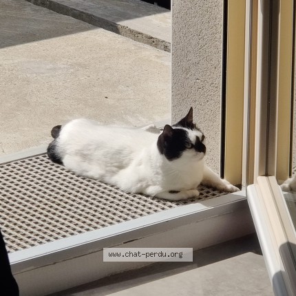 Photo of a cat found in Quimper