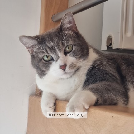 Foto 1/1 Django Kat vermist in Amay