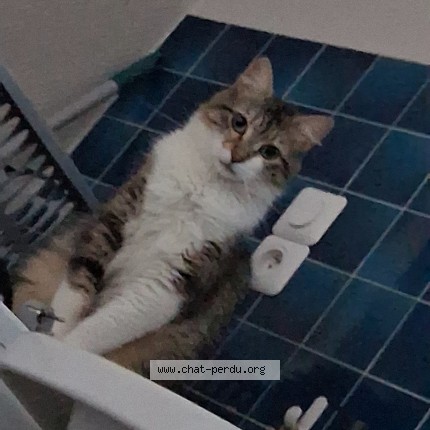 Photo of a cat found in Vourles