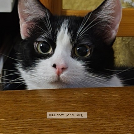 Photo of a cat found in Saint Claude