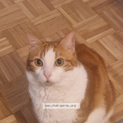 Foto 1/1 Bambam Gatto smarrito a Chavannes Pres Renens