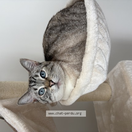 Photo of a cat found in Ancenis