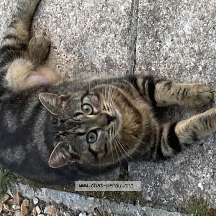 Photo of a cat found in Collandres