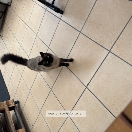 Photo of a cat found in Curis Au Mont D Or