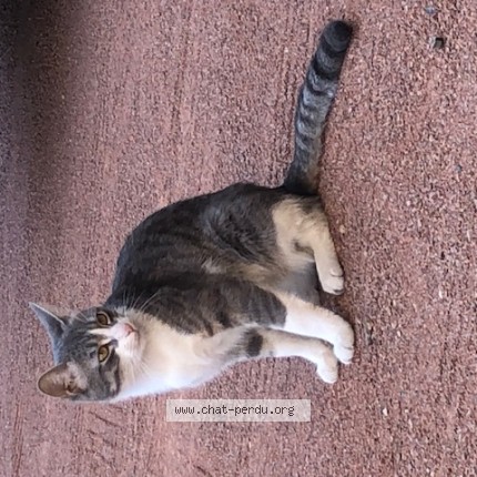 Photo of a cat found in Tarare
