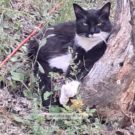 Photo of a cat found in Pornichet