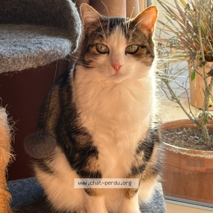 Photo of a cat found in Saint Pierre Des Corps