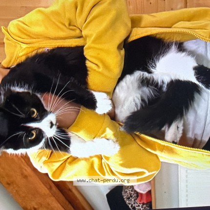 Photo of a cat found in Thonon Les Bains