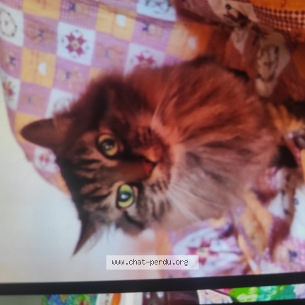 Photo of a cat found in Trelaze