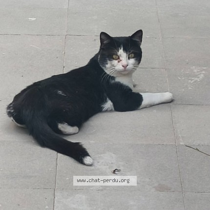 Foto 1/1 Kat gevonden Gevonden in Anderlecht