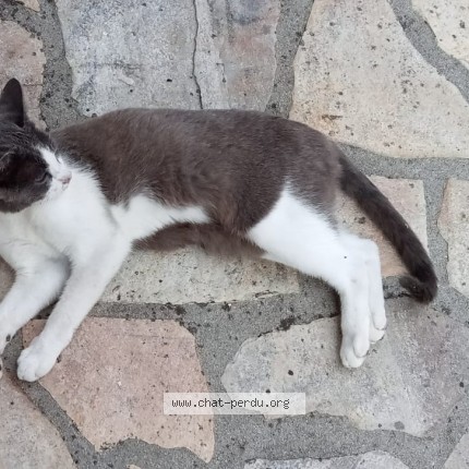 Picture of cat found at Lassay