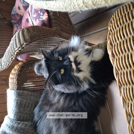 Photo 1/1 Mr Ponpom Cat lost in Sainte Agathe Des Monts