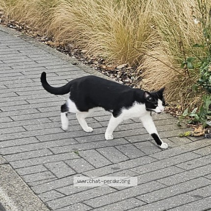 Foto 1/1 Kat gevonden Gevonden in Schaerbeek