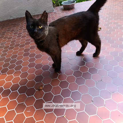 Photo of a cat found in Belle Eglise