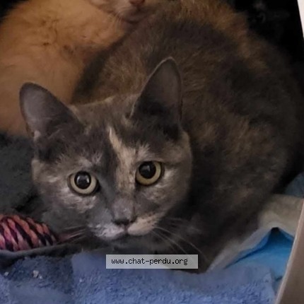 Photo of a cat found in La Batie Rolland