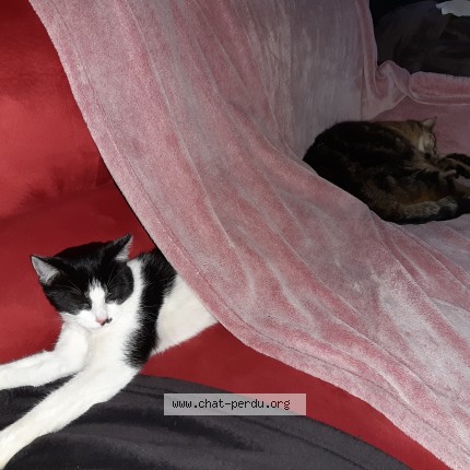 Photo of a cat found in 61430 Berjou