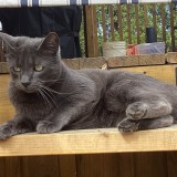 Bibi