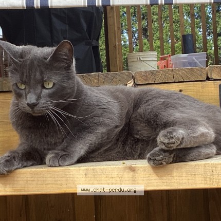 Photo 1/1 Bibi Cat lost in Repentigny