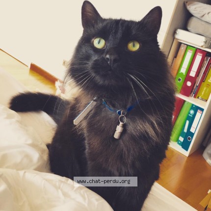 Photo of a cat found in Marly