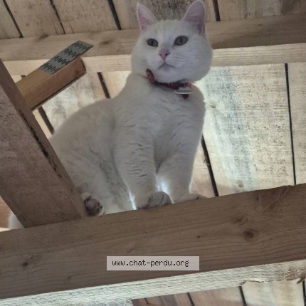 Photo of a cat found in Chadenac