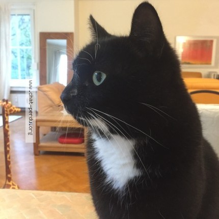 Photo of a cat found in Rhode Saint Genese
