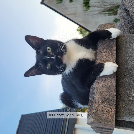 Photo of a cat found in Montoir De Bretagne