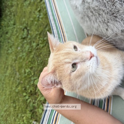 Photo 1/1 Gérard Cat lost in Beauport