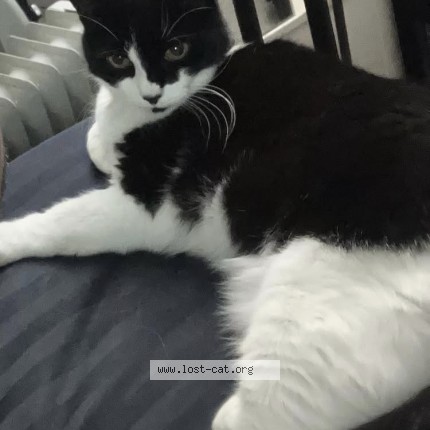Photo 1/1 Kitty Cat lost in Vancouver