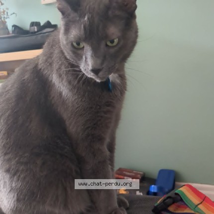 Photo 1/1 Omelette Cat lost in Montreal