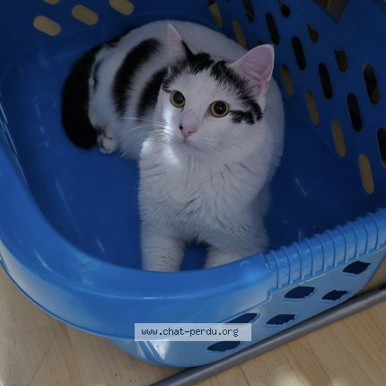 Photo of a cat found in Chelles