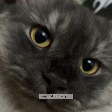 Photo 1/1 tutu Cat lost in Daska