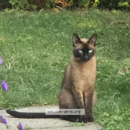 Photo 1/2 Found cat Found in St Hubert