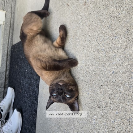 Photo 2/2 Found cat Found in St Hubert