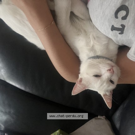Foto 1/1 max Kat vermist in Groot Bijgaarden