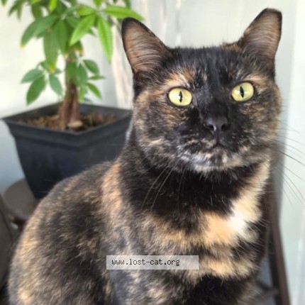 Photo 1/2 Agata Cat lost in Tamarac