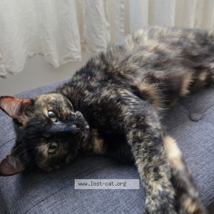 Photo 2/2 Agata Cat lost in Tamarac