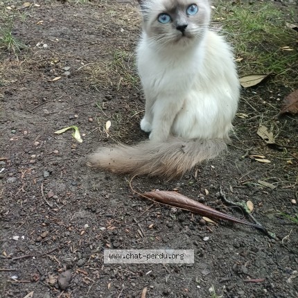 Foto 1/1 bella Kat vermist in Ixelles