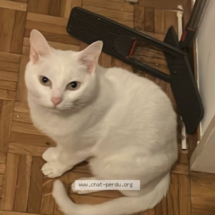 Foto 1/1 blanco Gatto smarrito a Geneve