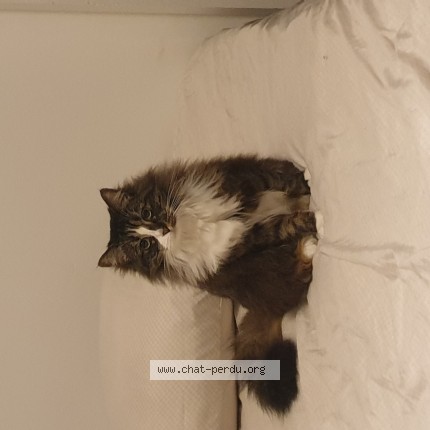 Photo of a cat found in Quimper