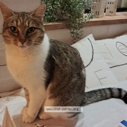 Photo of a cat found in Perros Guirec