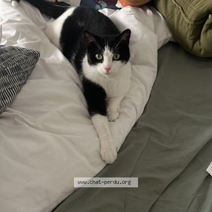 Photo of a cat found in Bagneux