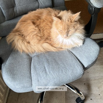 Foto 1/1 rogue Kat vermist in Uccle