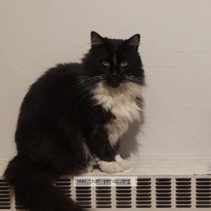 Foto 1/1 Oreo Kat vermist in Zellik