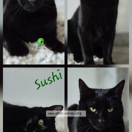 Photo of a cat found in Schweighouse Sur Moder