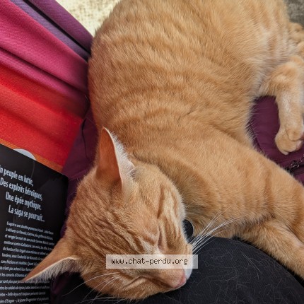 Foto 1/1 Rösti Gatto smarrito a Les Ponts De Martel